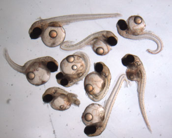 medaka fish
embryos